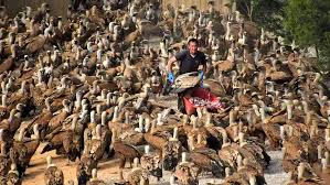 Observación de buitres en el entorno natural de Valderrobres